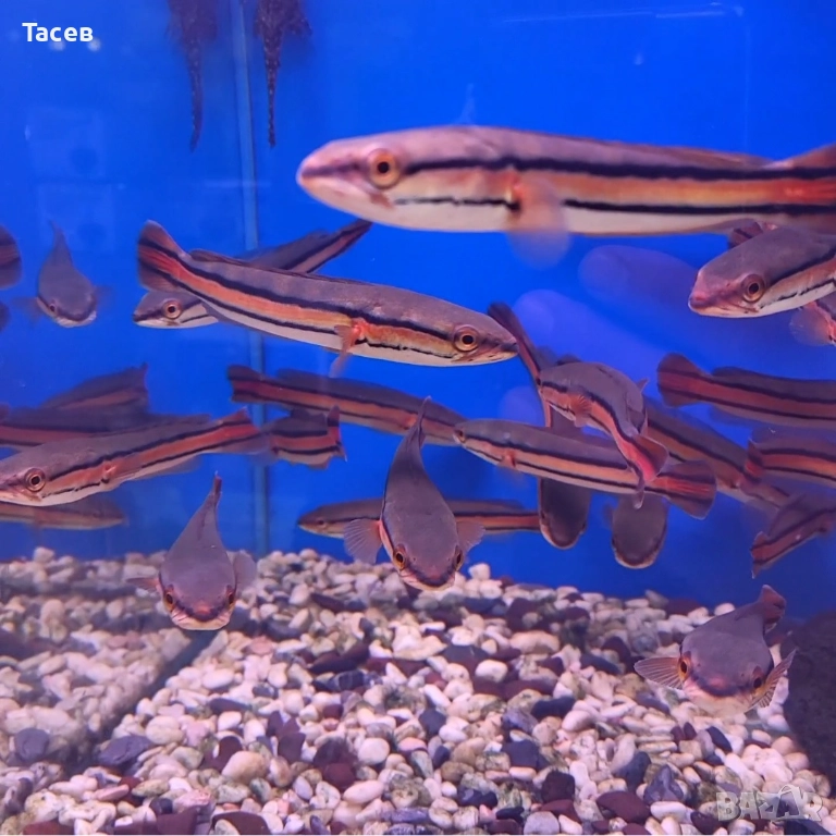 Змиеглав channa micropeltes 6-7см, снимка 1