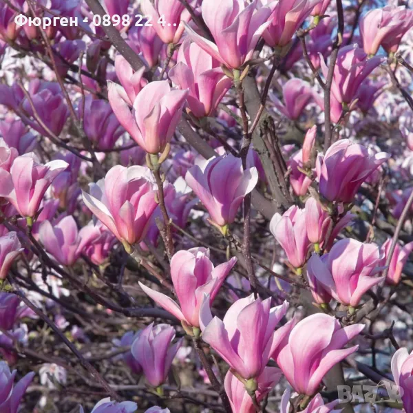 Магнолия Джордж Хенри Керн, снимка 1