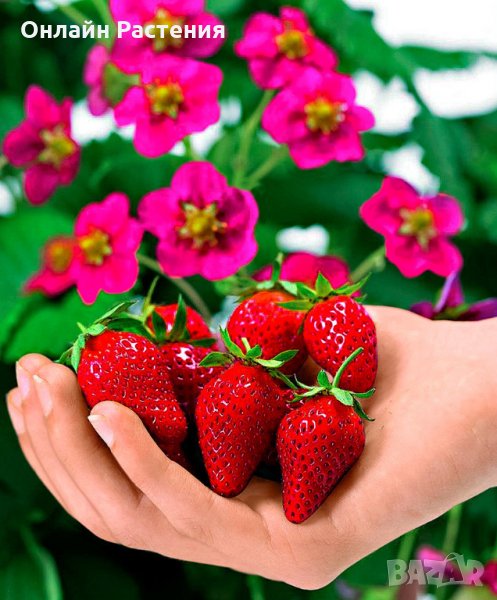Ягода Fragaria x ananassa Toscana F 1. - Ягода тоскана  Студоустойчива, каскадна и целогодишна, снимка 1