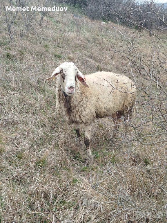 Овце за клане, снимка 1