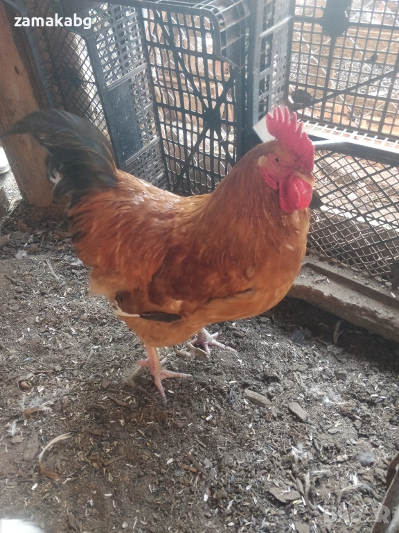 Продавам 2 млади едри петли на по 8-9 месеца, домашно свободно гледани, снимка 1