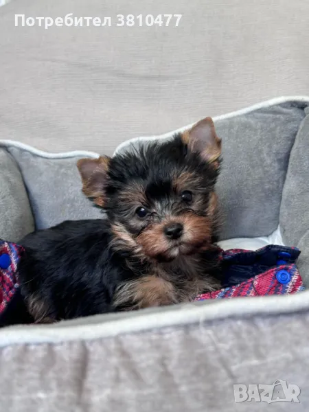 Продавам мини йорки, снимка 1