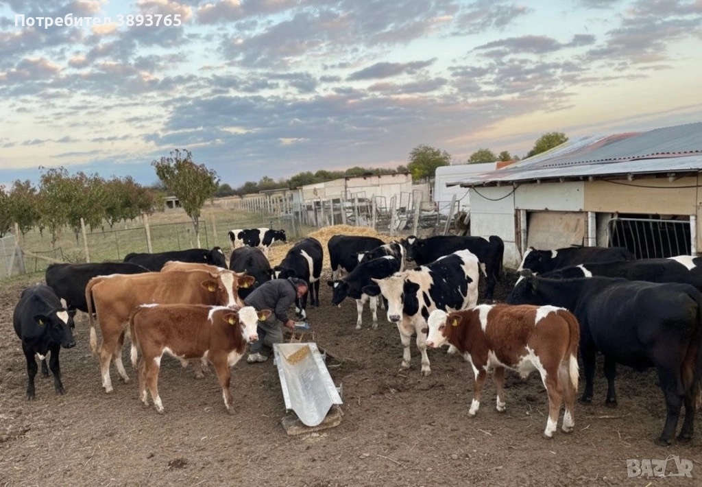 Телешко месо, снимка 1