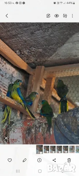 лазурни неофеми природната форма млади пилите, снимка 1