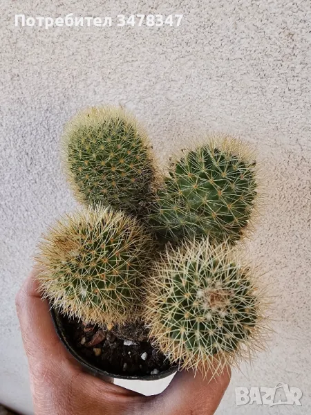 Четириглава мамилария, снимка 1