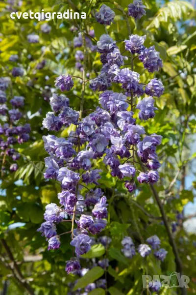 Wisteria Black Dragon(Вистерия Глициния Черен дракон), снимка 1