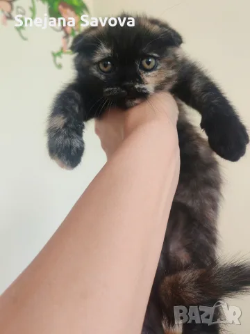 Прекрасни Шотландски Клепоухи котенца (Scottish Fold), снимка 9 - Други - 56071434
