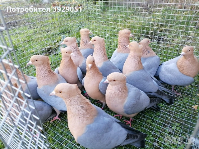 Продавам джимпели, снимка 2 - Гълъби - 54031668