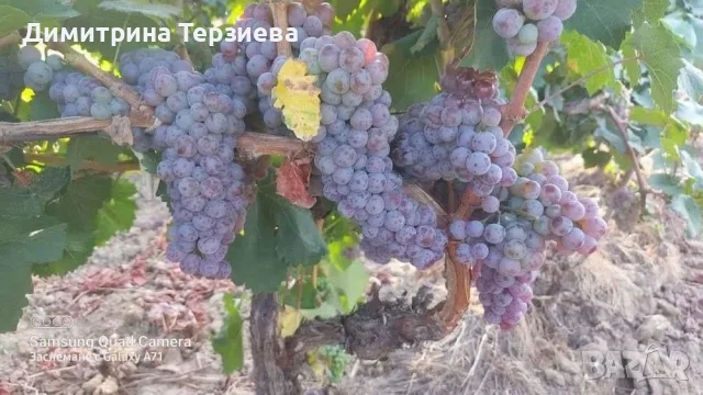 Продавам грозде, снимка 2 - Домашни продукти - 55734421