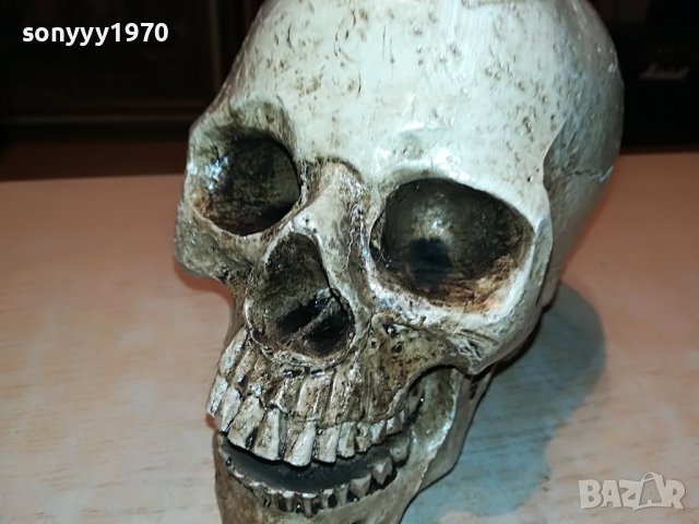 ЧЕРЕП ОТ ГЕРМАНИЯ 3112222029, снимка 4 - Антикварни и старинни предмети - 39152242