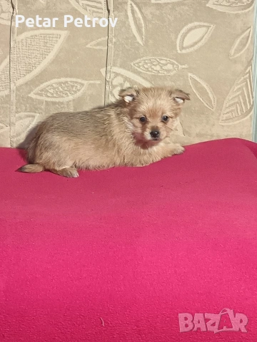 Шпиц , снимка 16 - Шпиц - 53994562