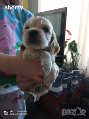 Кокер шпаньол , снимка 1