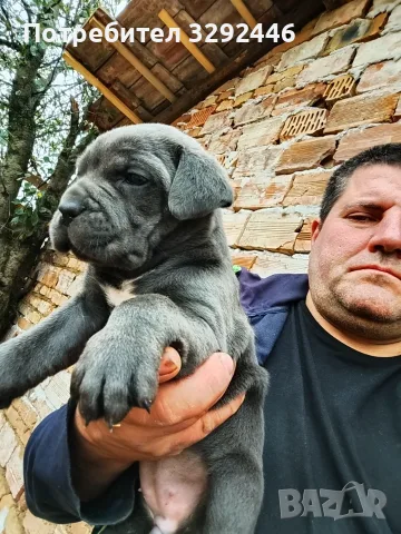 Малки сладурковци