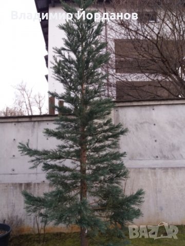 предлагам красива и симетрична Секвоя на 7 години висока 6 метра  , снимка 2 - Градински цветя и растения - 32009783