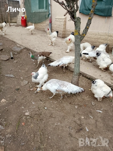 яйца от пауни , снимка 8 - други­ - 54164995