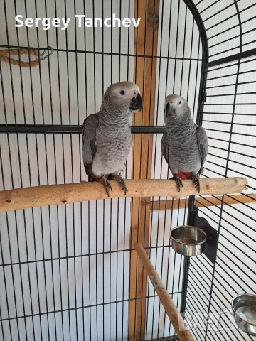 Папагали жако, снимка 7 - Папагали - 52689764