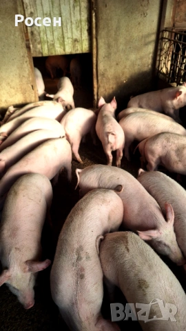 Продавам малки прасенца , снимка 3 - Прасета - 52707091