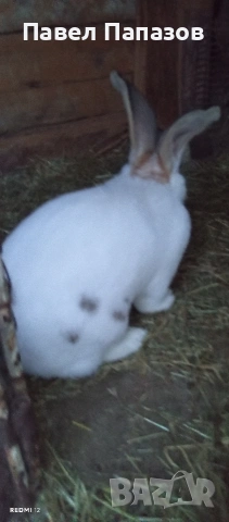 Продавам заек великан