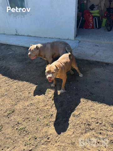 Американски булета , снимка 8 - Питбул - 52912672