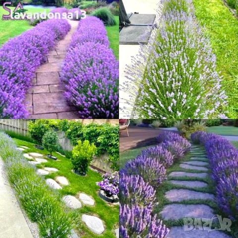  Мурсалски Чай – Разсад на Гол Корен | Планинска Билка, снимка 11 - Градински цветя и растения - 47333197