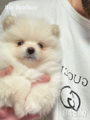 Померан шпиц