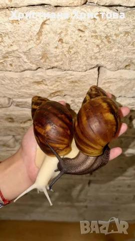 Африкански охлюви archachatina marginata ovum, снимка 6 - Други - 56474203