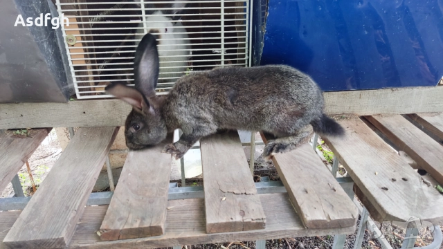 Зайци Калифорнийски зайци, снимка 9 - За гризачи - 51627208