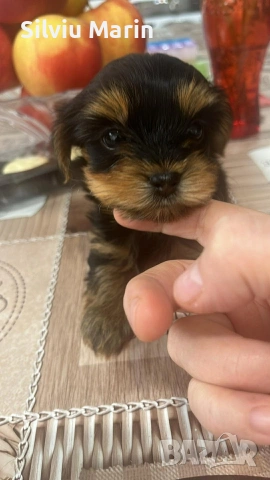 Йорки-момче, гр.Варна, снимка 2 - Други - 53281631