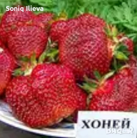 продавам разсад ягоди и малини , снимка 9 - Разсади - 53905721