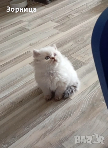 Британско дългокосместо коте, снимка 7 - Британска късокосместа - 54337713