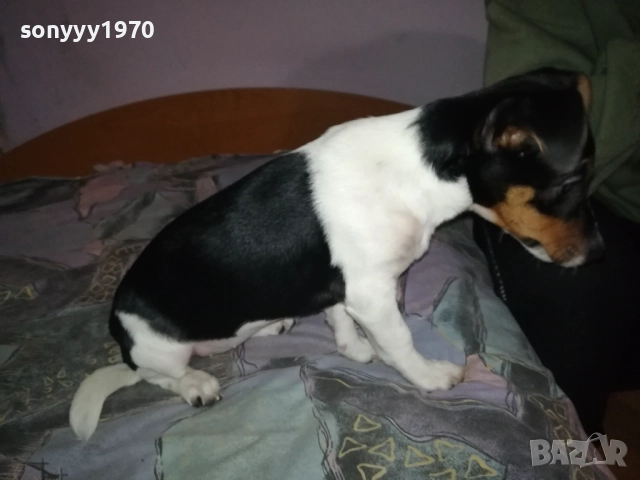 ДЖАК РЪСЕЛ ТЕРИЕР 0512250842, снимка 2 - Джак ръсел териер - 52658574