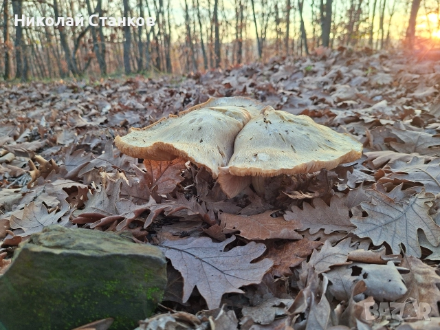 Земеделска земя с.Изворище обл.Бургас 