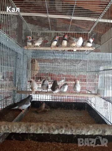 Зеброви амадини, снимка 5 - Амадини - 48738060