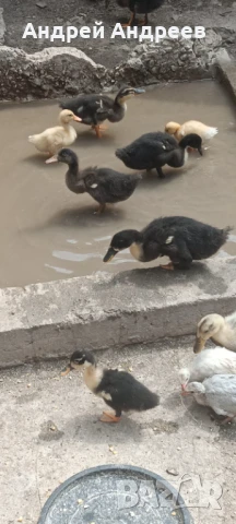 Пекински юрдечета , снимка 1