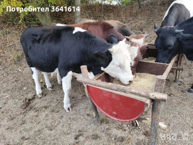 Продават се телета, снимка 3 - Крави - 56410012