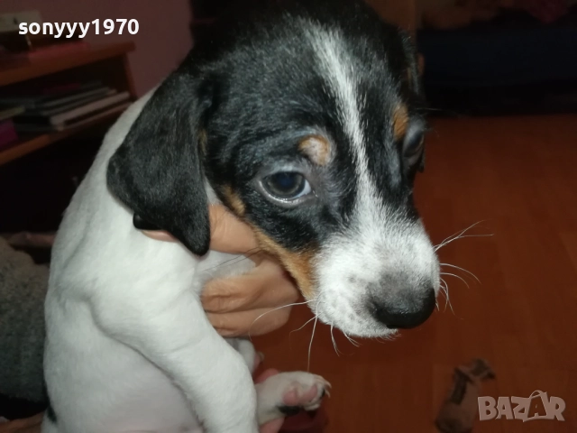 ДЖАК РЪСЕЛ ТЕРИЕР С ВАКСИНА И ПАСПОРТ 0610250734, снимка 10 - Джак ръсел териер - 51957467