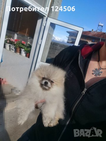 Померан, померанчета, мини померани, снимка 2 - Померан - 31625948