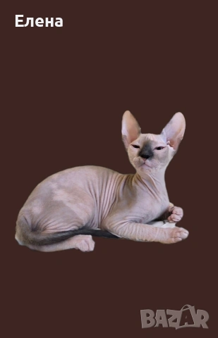 синеока женска Донски сфинкс с родословие, снимка 5 - Сфинксове - 52281360