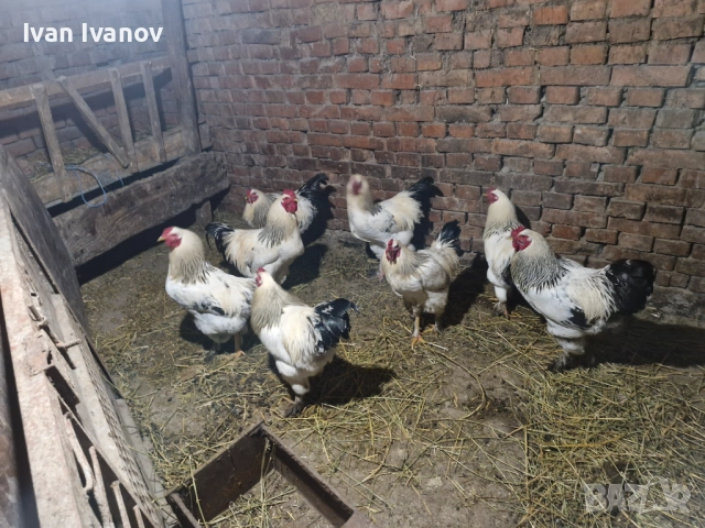 Петли за клане 