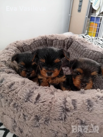 бебета йорки 