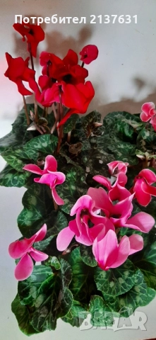 ЦИКЛАМА '- СТАЙНО ЦВЕТЕ 