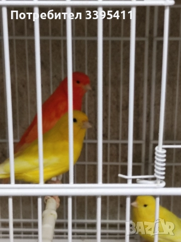 продавам цветни канари Жълти Червени Глостери и Венецуелски Скатии , снимка 7 - Канари - 52323560