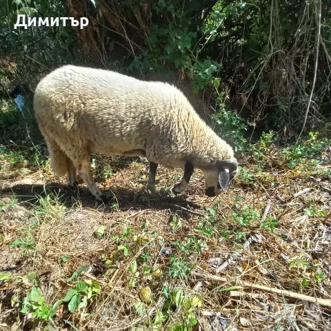 мъжко шиле овне, снимка 3 - Овце - 55873961
