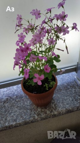 Продавам цветя Детелина Оксалис, розови, във висящи и обикновени саксии, снимка 12 - Стайни растения - 25313229