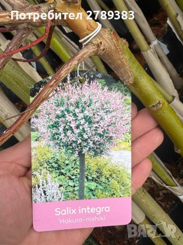 Пъстролистна японска върба , снимка 2 - Градински цветя и растения - 53902254