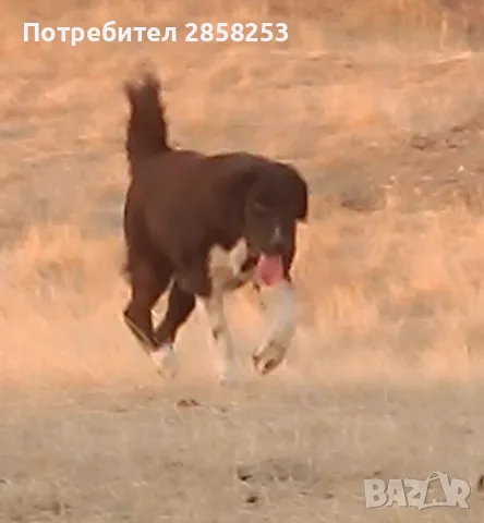 Женско българско овчарско куче 