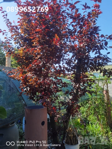 Червенолистна слива, снимка 2 - Градински цветя и растения - 51515873