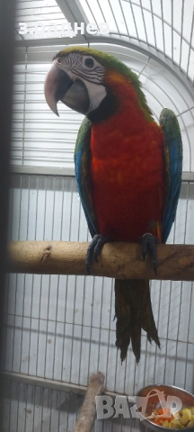 Бебе ара арлекин