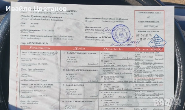 Алабай, снимка 7 - Алабай - 53885269