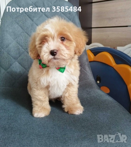 Shih poo /Mini poodle 